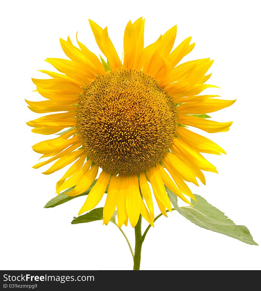 Close-up sunflower, isolated on white