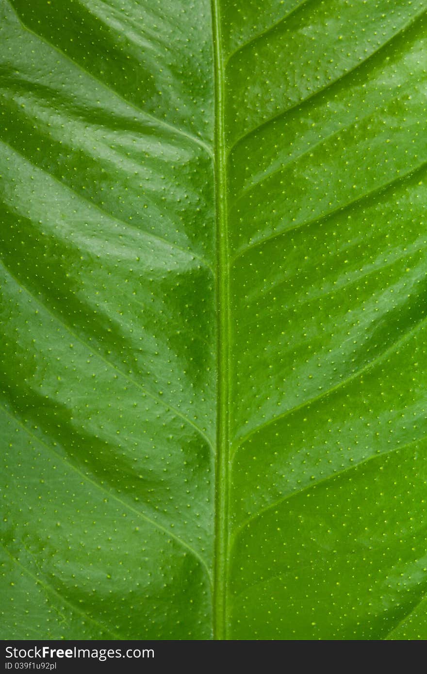 Close-up leaf of lemon tree