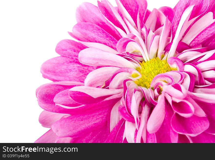 Pink chrysanthemum flower