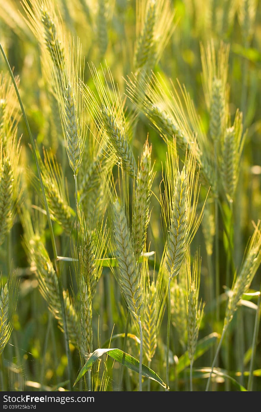 Close-up ears of wheat in field, selective focus