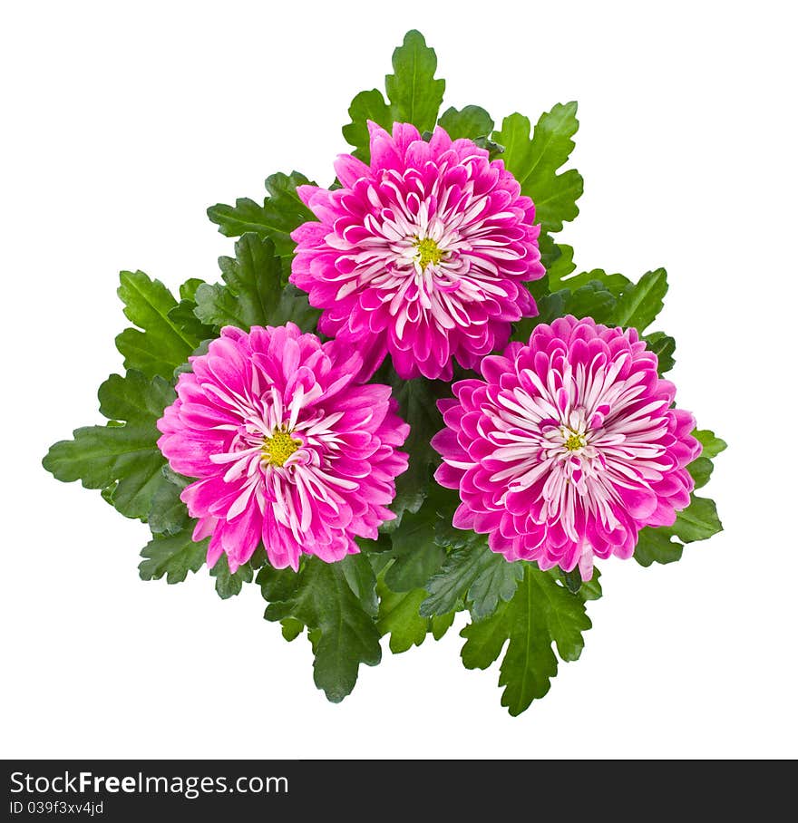 Close-up pink chrysanthemum flowers, isolated on white