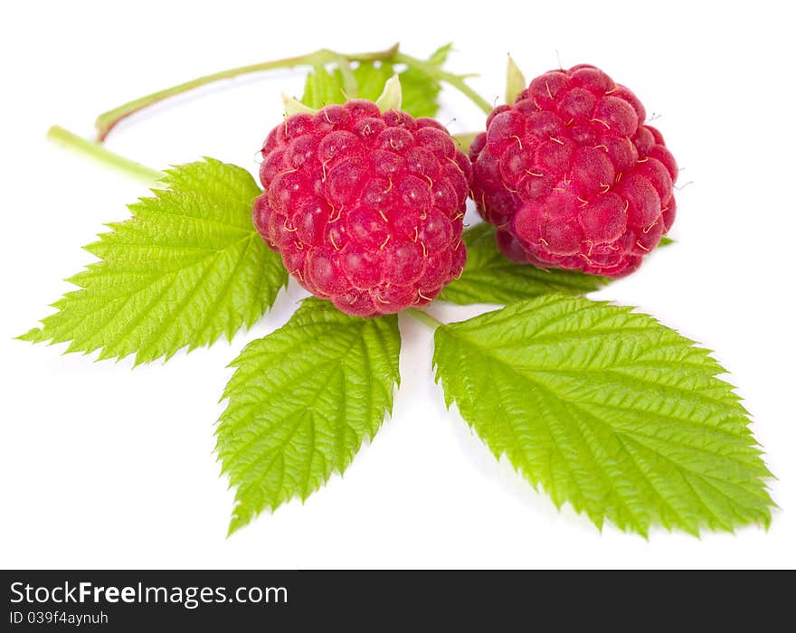 Branch Of Two Ripe Raspberries