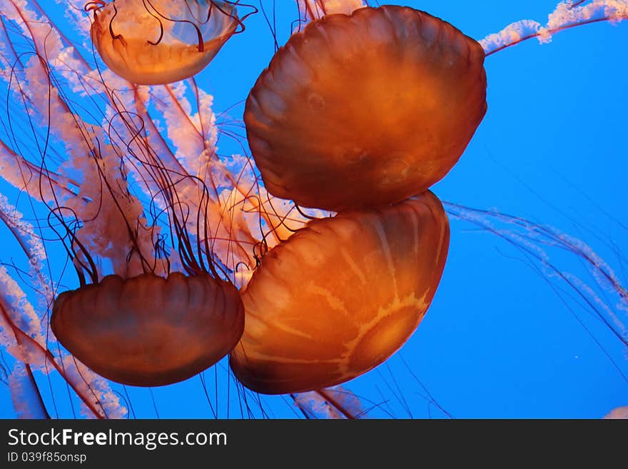 Monterey Jellyfish