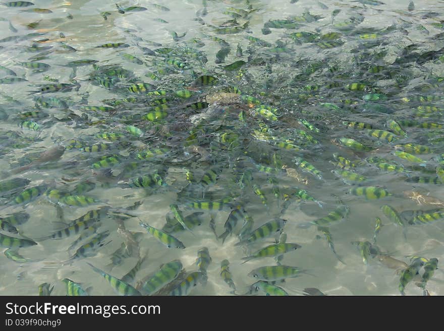 A many fishes in the sea.