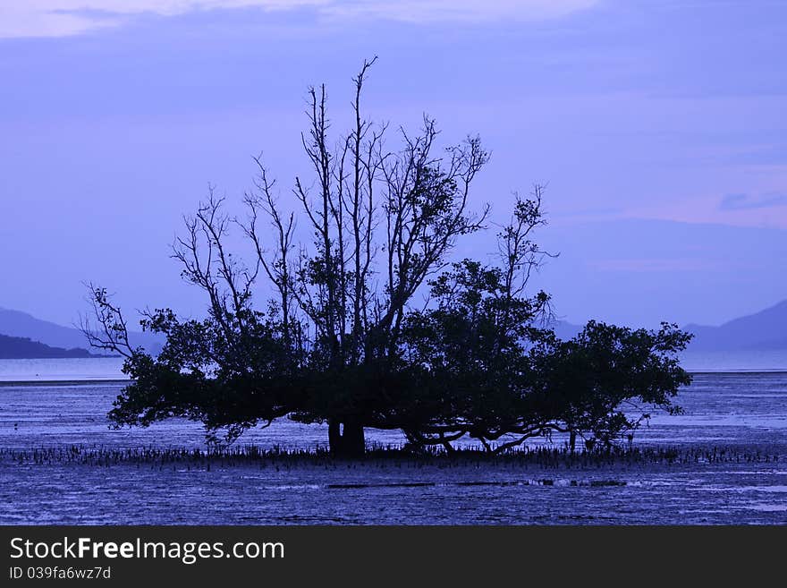 This tree is feel alone.