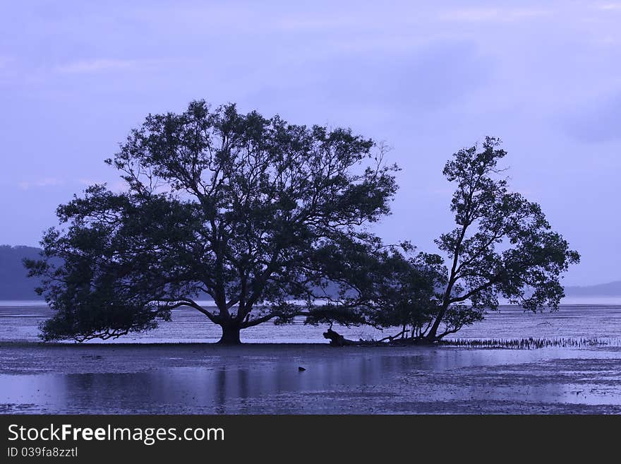 Art of the tree among river.