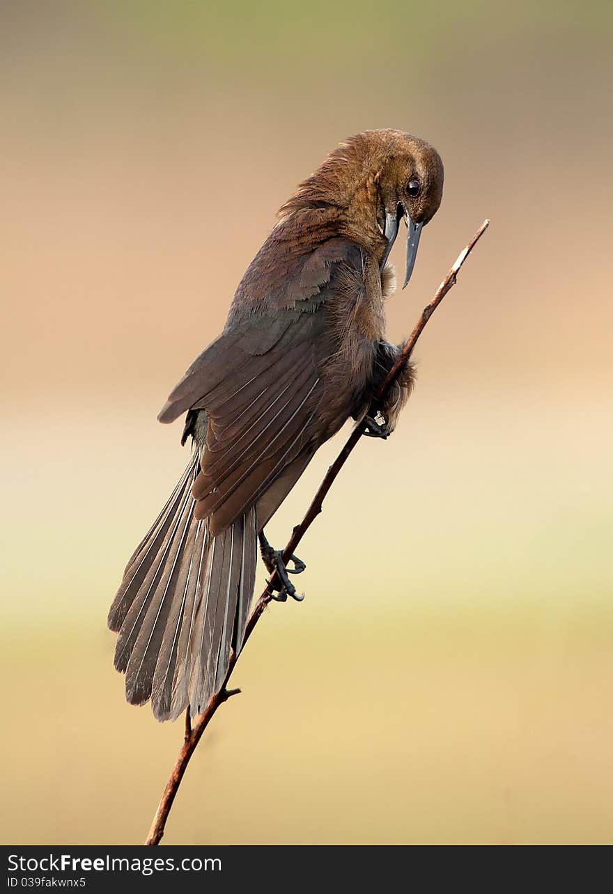 Boat-Tailed Grackle