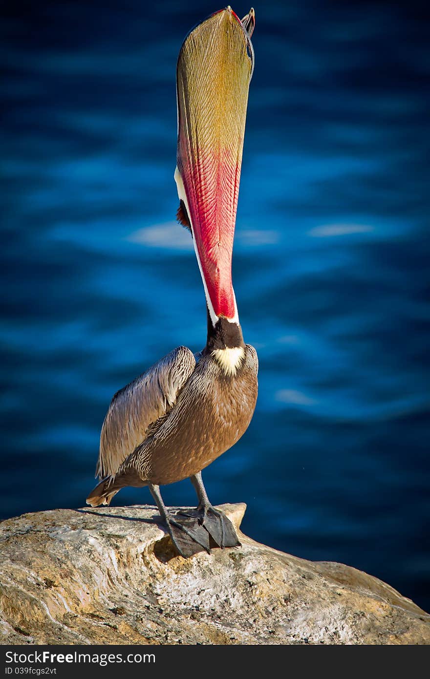 Brown Pelican throat throwing on La Jolla cliffs.