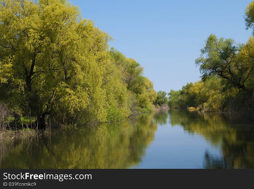 Danube Delta Channel, willows near water