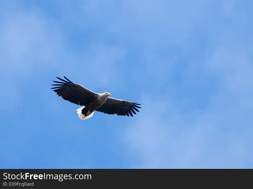 White Tailed Eagle in flight