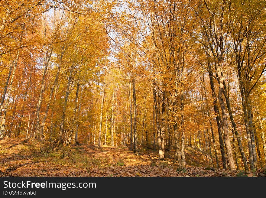 Beautiful Landscape in Autumn Forest