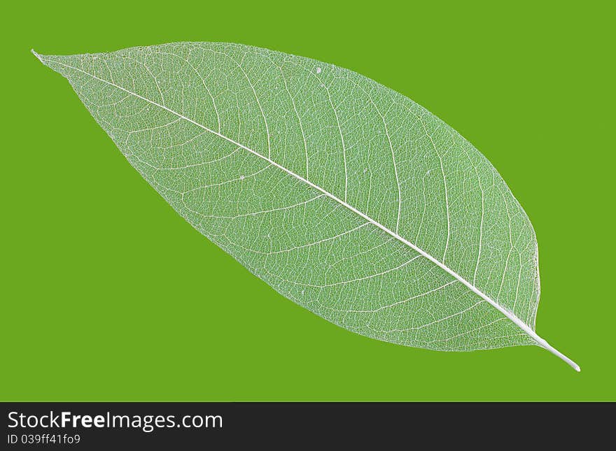 Leaf veins skeleton isolated on green