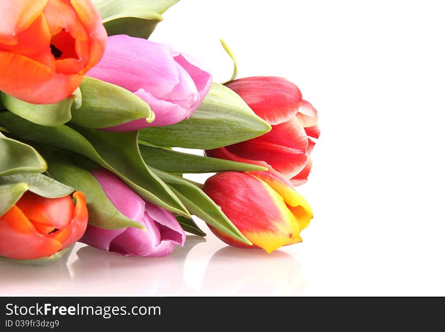 Fresh Spring flowers on white background. Fresh Spring flowers on white background