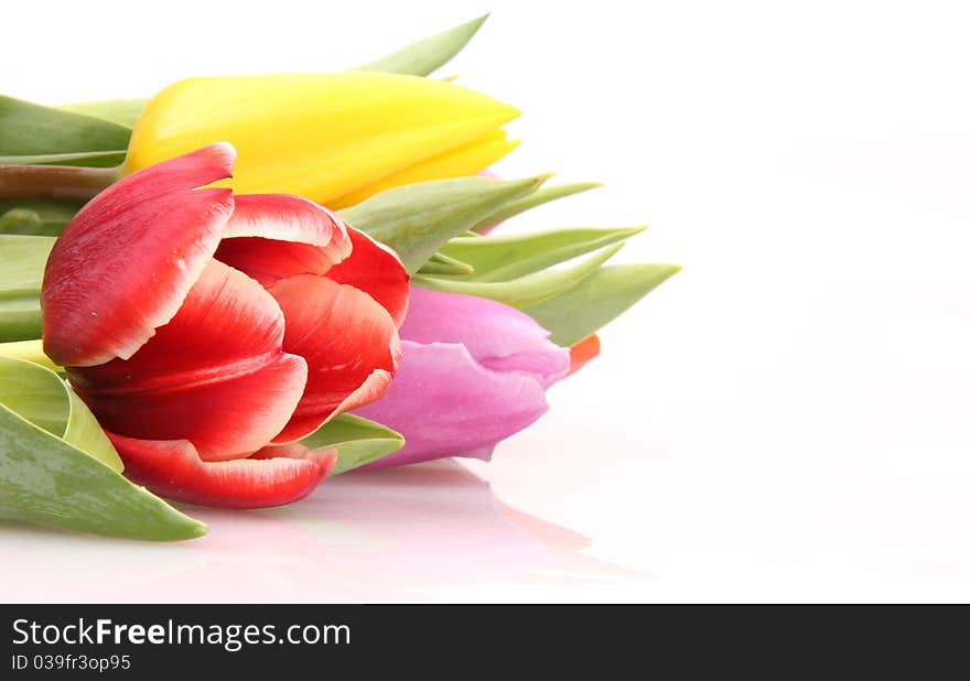 Fresh Spring flowers on white background. Fresh Spring flowers on white background