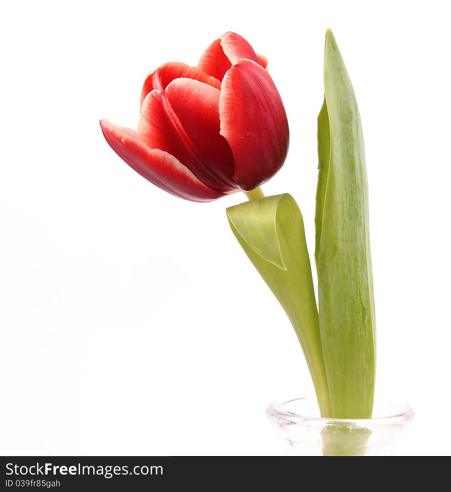 Fresh Spring flower on white background. Fresh Spring flower on white background