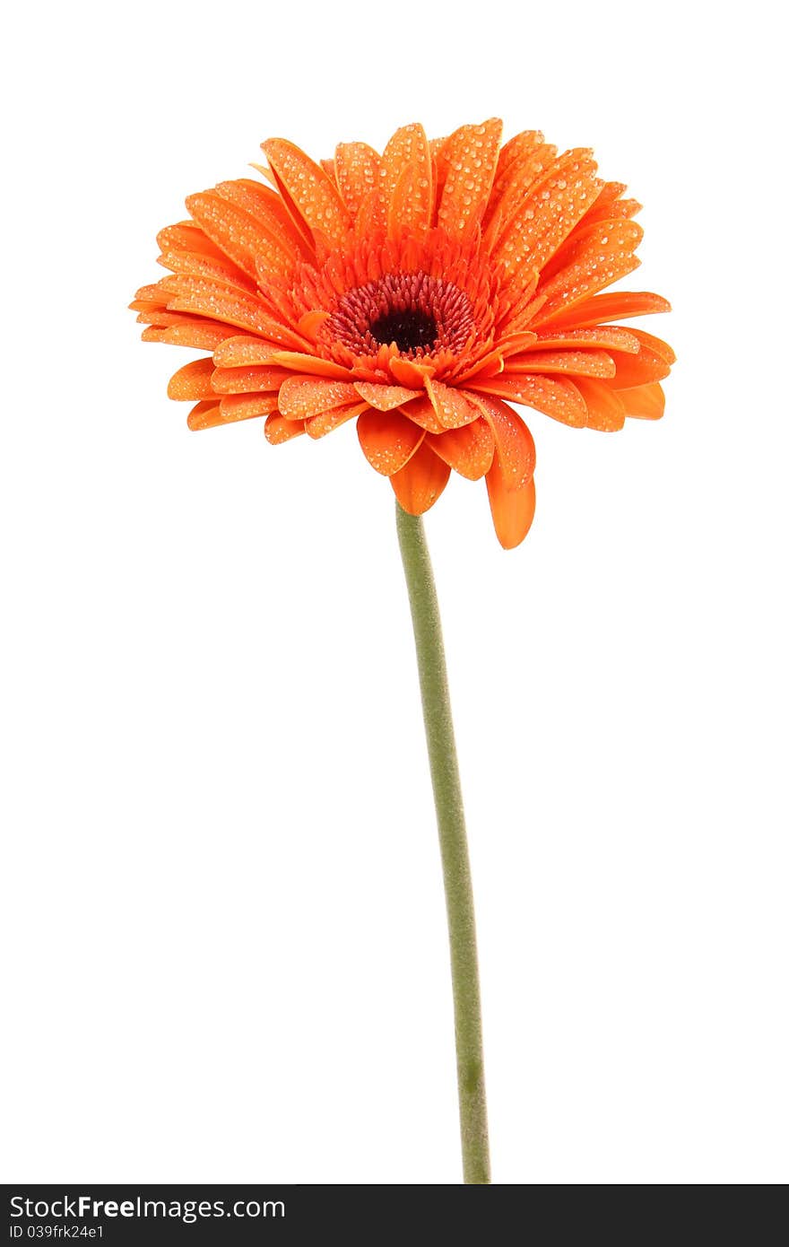 Gerbera flower