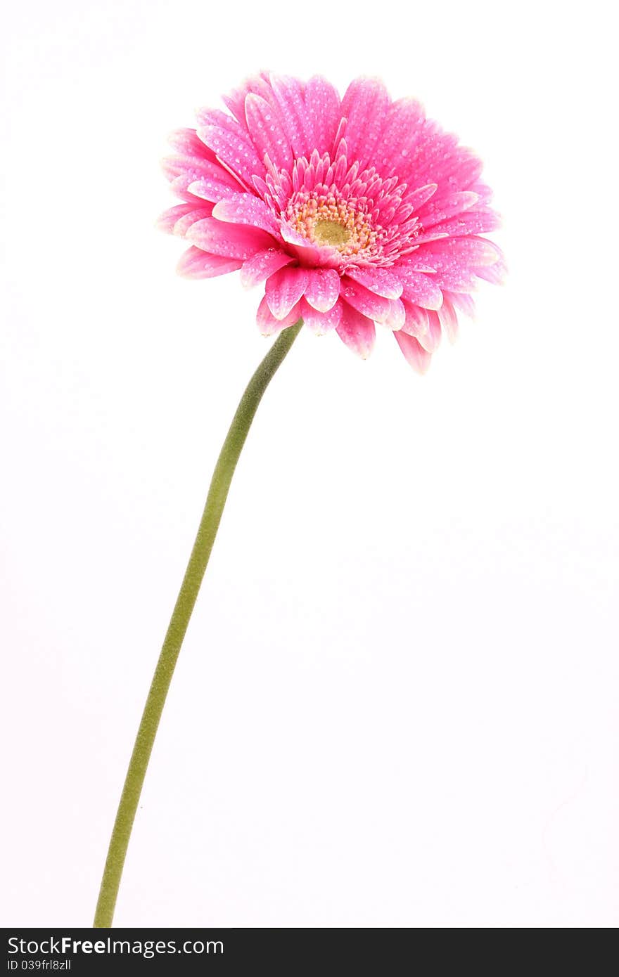 Fresh pink gerber flower blossom isolated on white background. Fresh pink gerber flower blossom isolated on white background