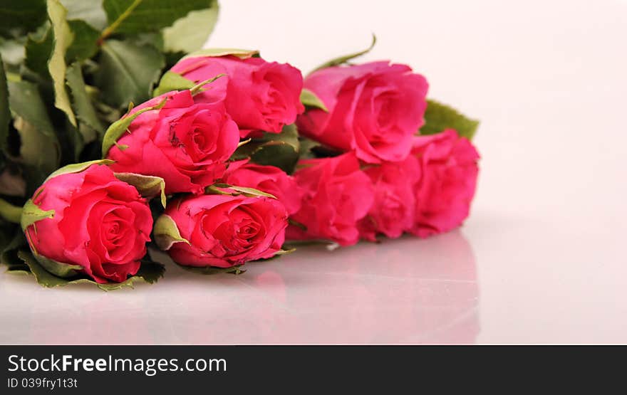 Fresh roses on white background