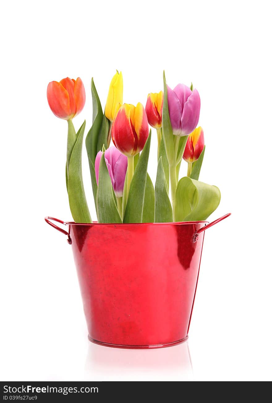 COlored tulips in red pail, isolated on white background