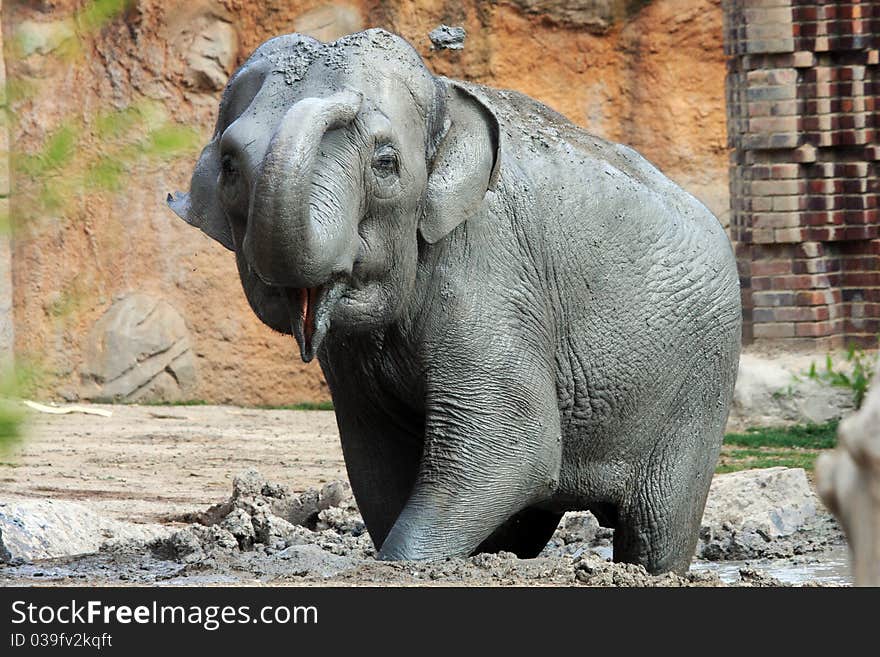 Elefant is playing with mud