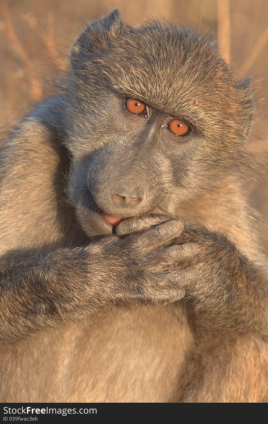 Baboon feeding on a pip from a fruit tree.