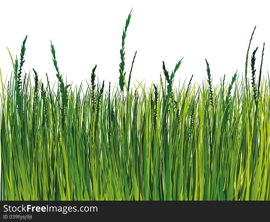 Green Grass