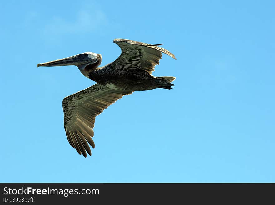 A pelican in flight at the galapagos islands. A pelican in flight at the galapagos islands