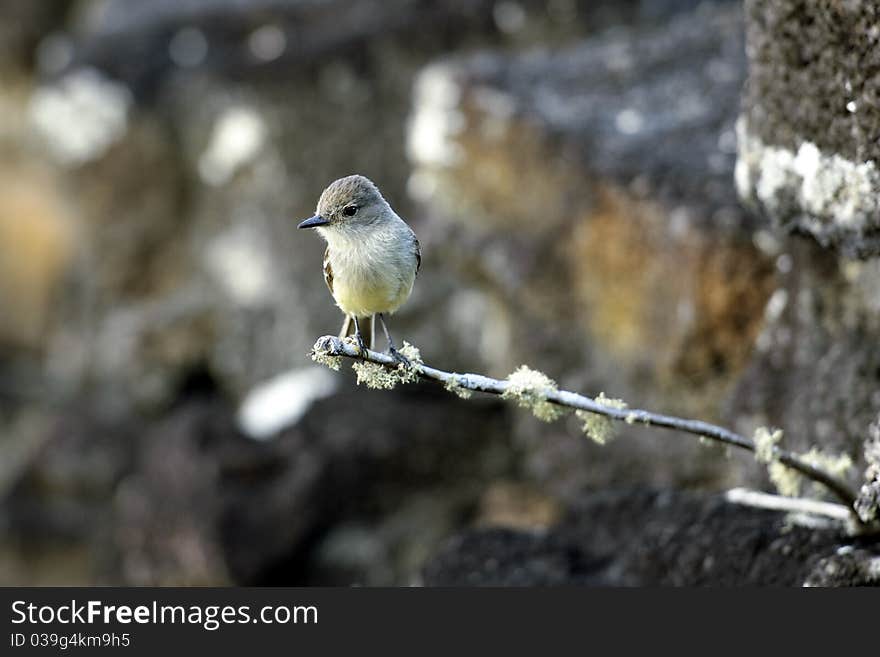 Galapagos Bird