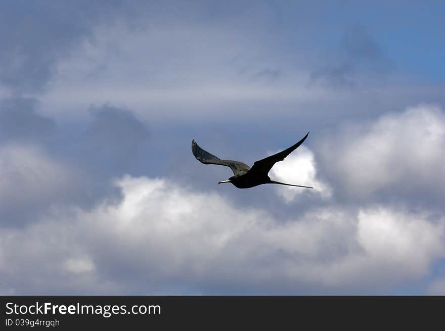 Galapagos Frigate Bird