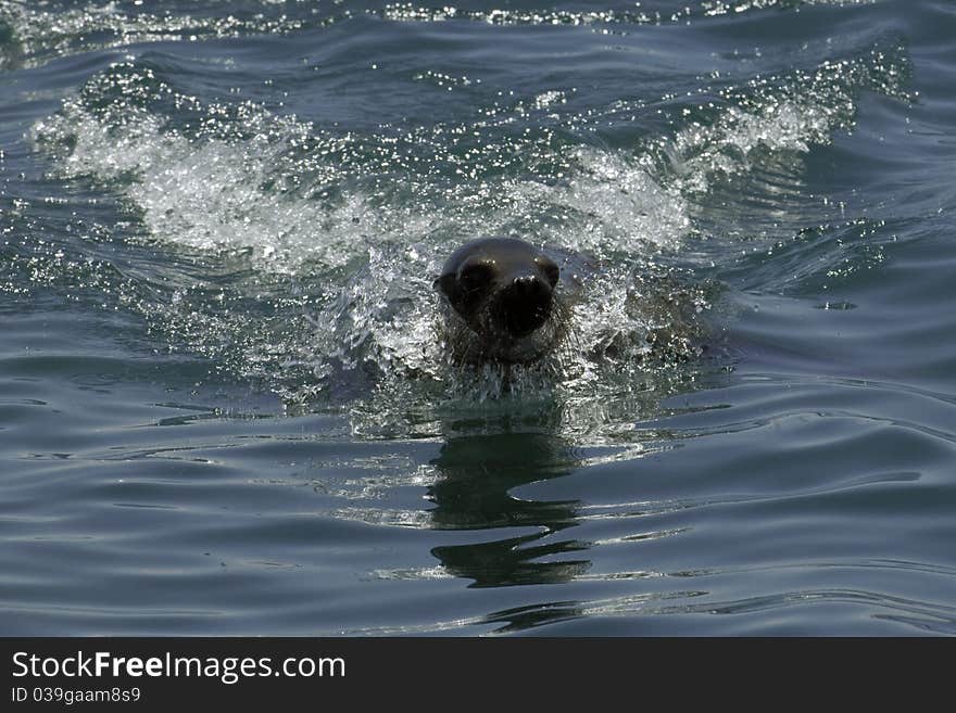 Galapagos Seal