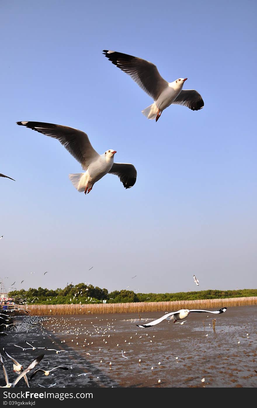 Seagull on mangrove forest,thailand. Seagull on mangrove forest,thailand