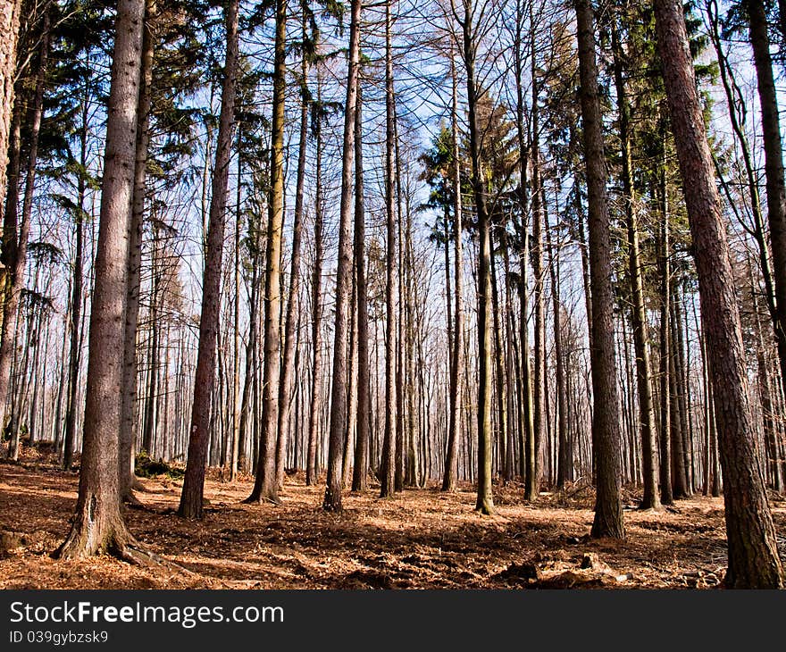 Forest Background