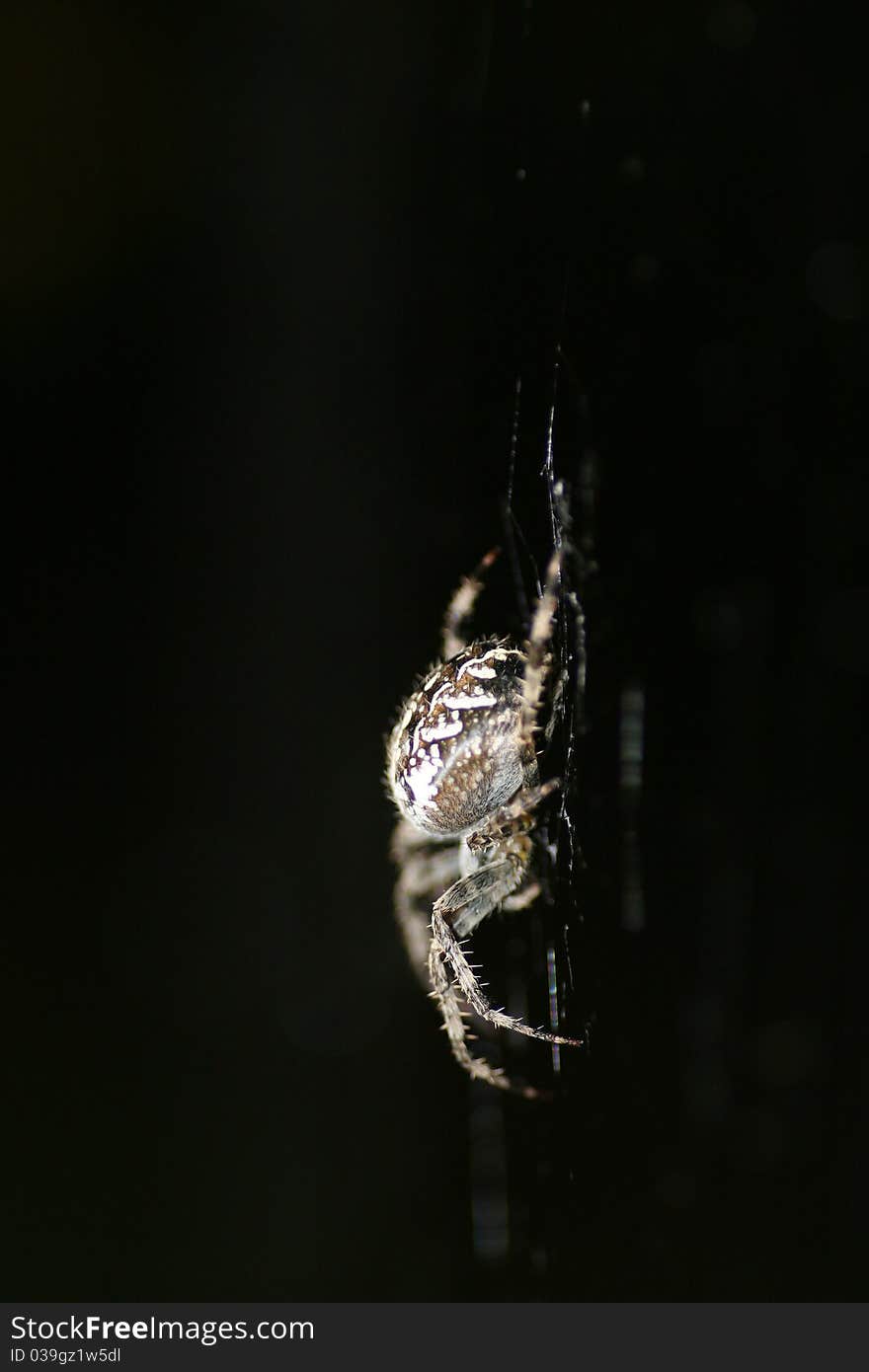 Close up of femele spider Araneus diadematus