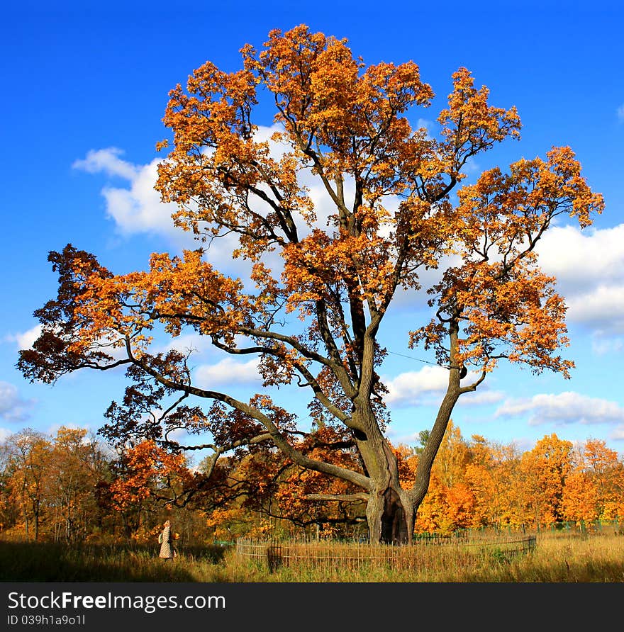 The tree in an autumnal park. The tree in an autumnal park