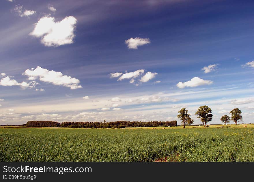 Agrarian summer landscape with oaks and grove. Agrarian summer landscape with oaks and grove