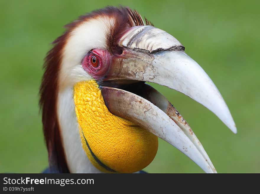 Female Hornbill in captivity at Bali bird aviary in Indonesia