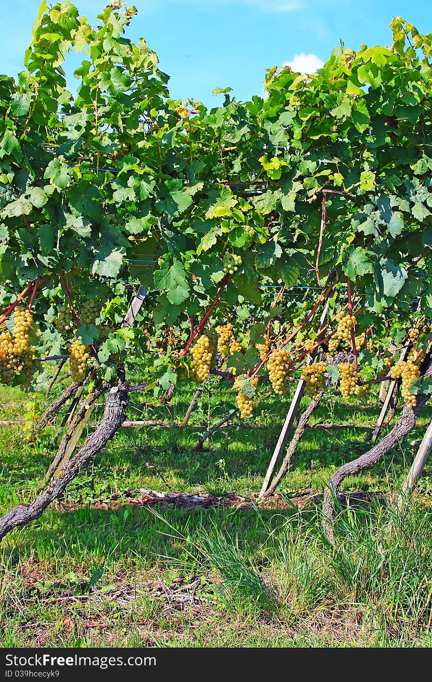 Ripe yellow grapes in the vineyard