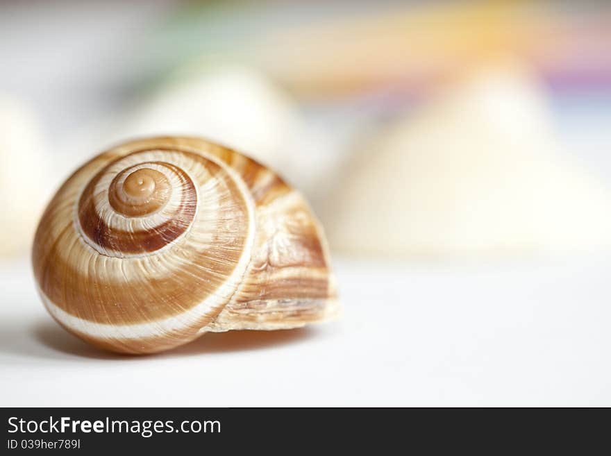 Studio shot of shell with colors in background. Studio shot of shell with colors in background