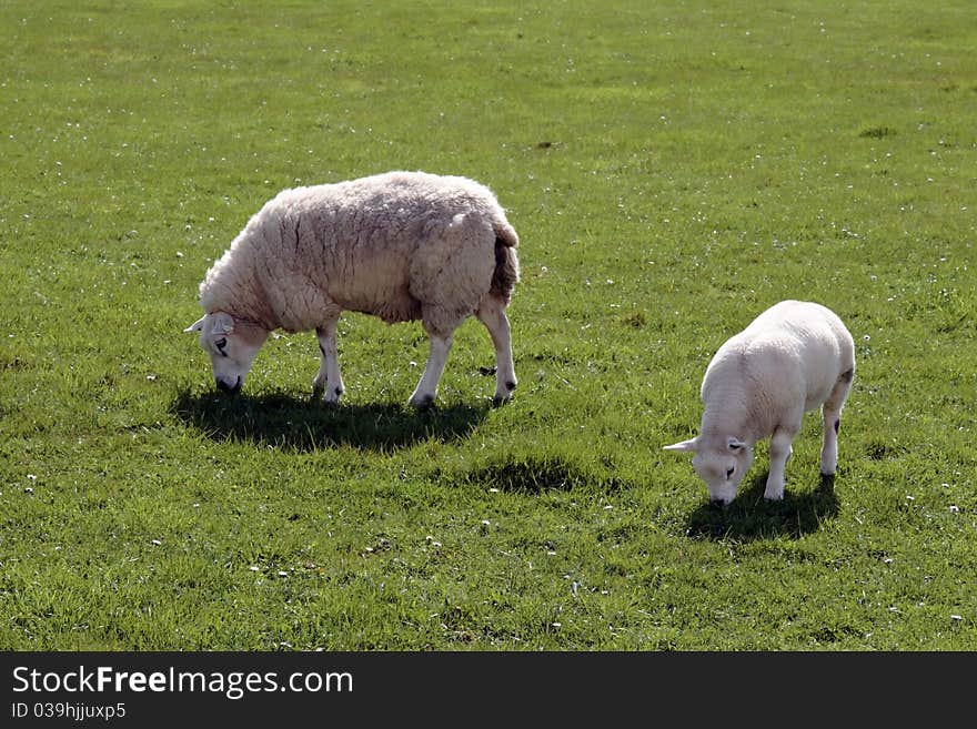 Sheep and lamb grazing on green grass in ireland