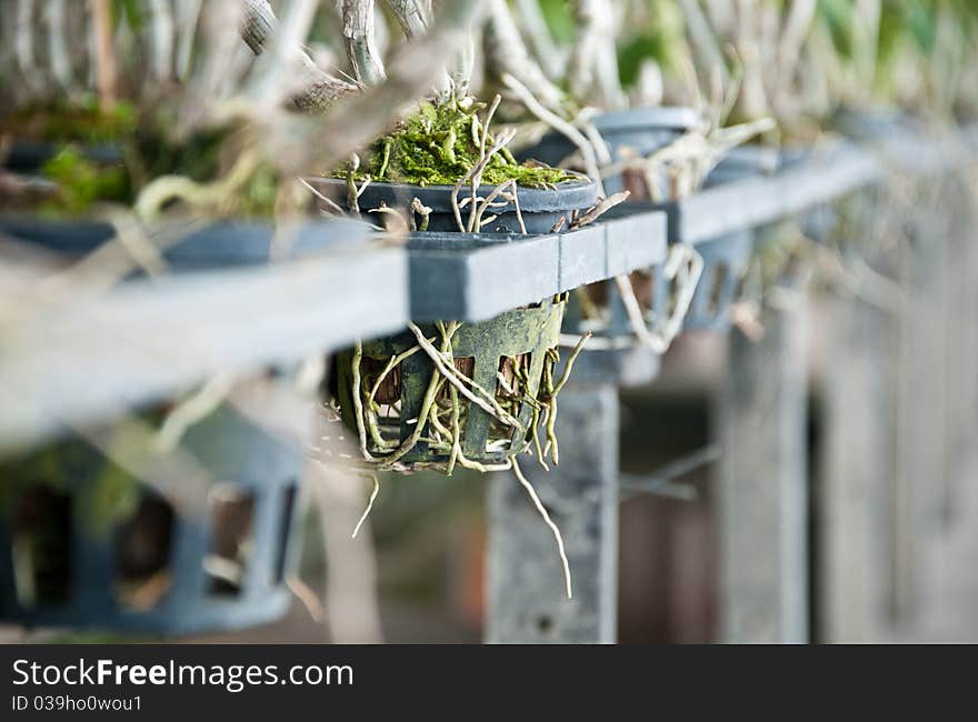 Dry Root Plant