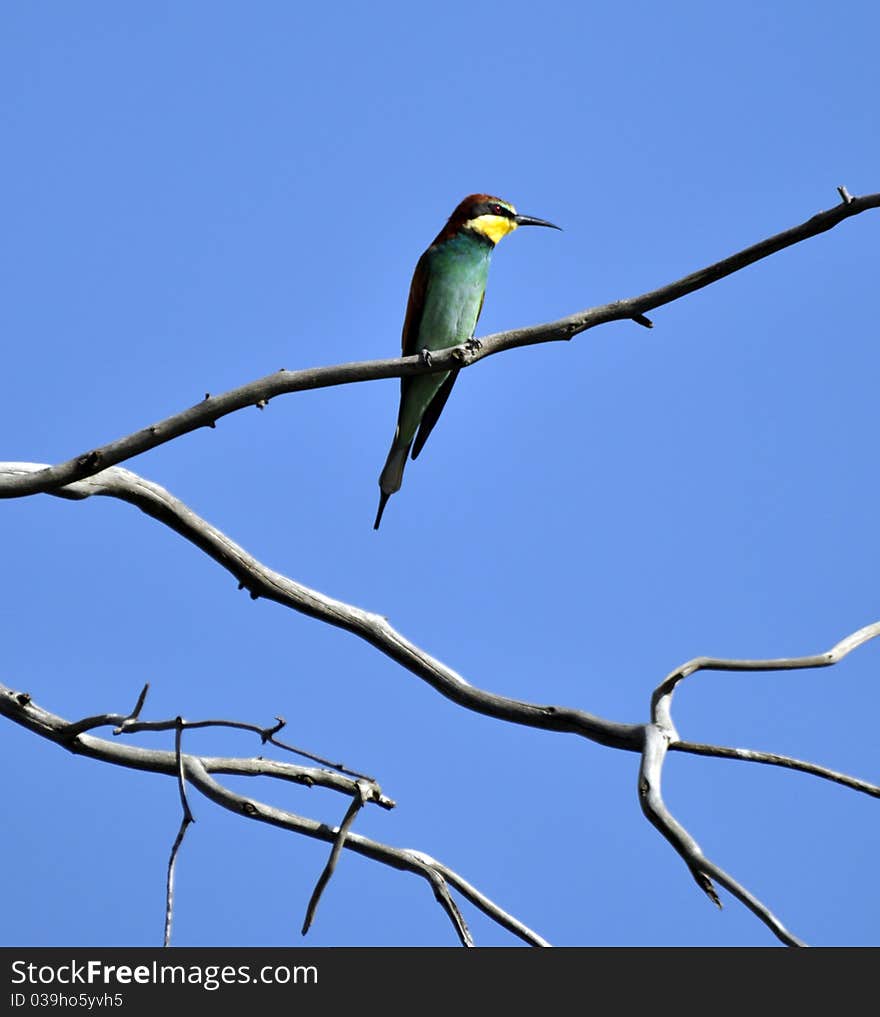 European Bee-Eater.