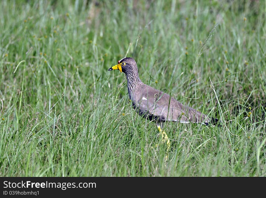 Wattled Plover