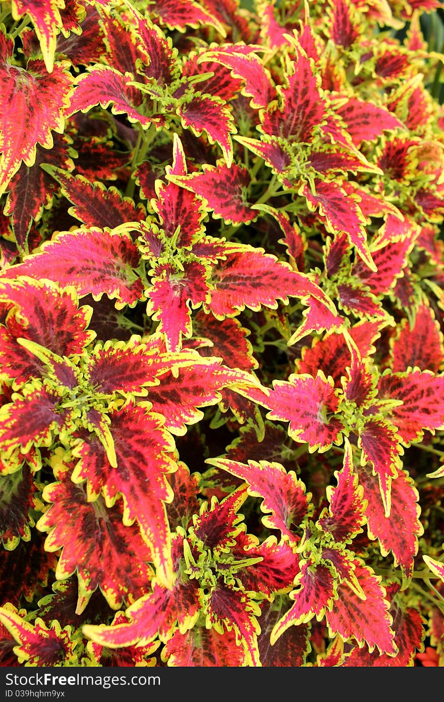 Red Foliage, which looks very festive and would make an excellent background. Red Foliage, which looks very festive and would make an excellent background.