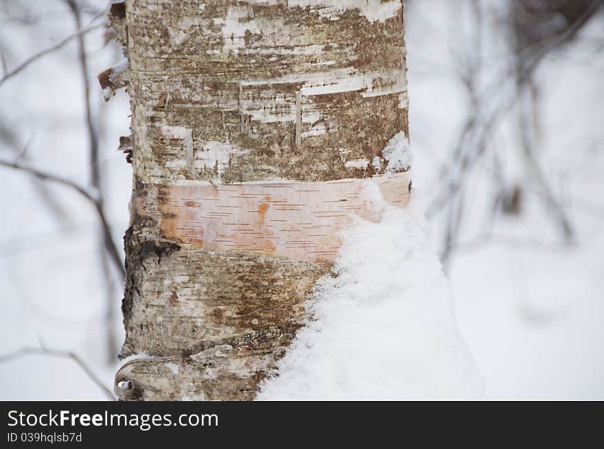 Birch forest in winter. Wounded tree. Birch forest in winter. Wounded tree.