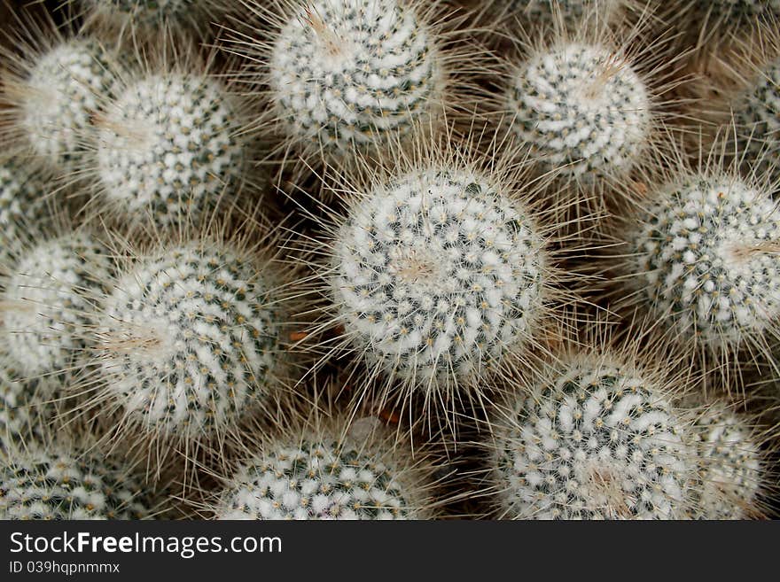 Multiple Cacti plants bunched together in a group. Multiple Cacti plants bunched together in a group.