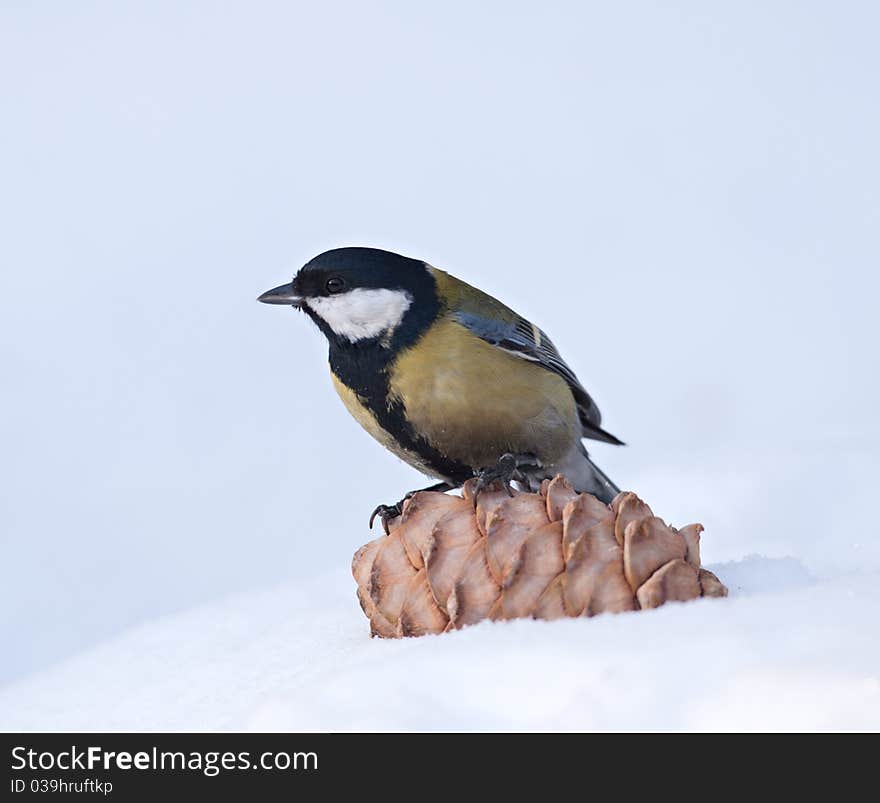 Tomtit sitting on a cedar cone