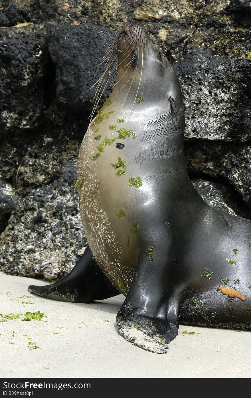 Galapagos Seal