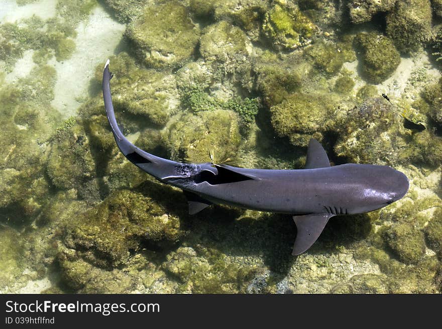 A white tip shark at the galapagos islands. A white tip shark at the galapagos islands