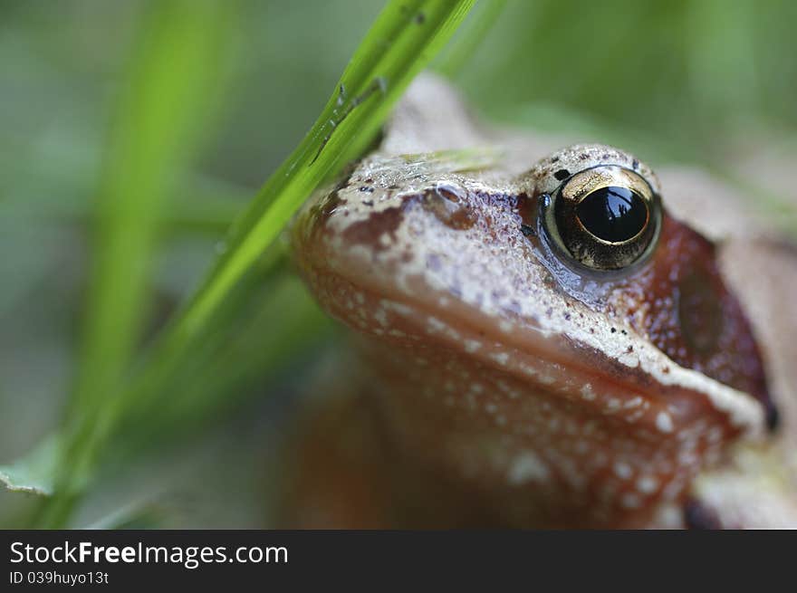 Little frog in the grassfield