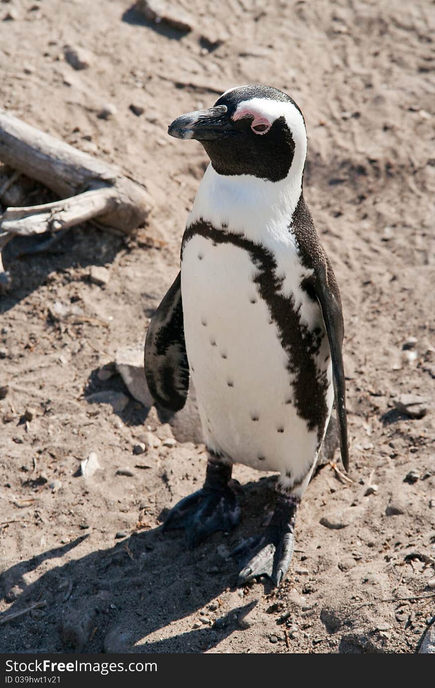 An African pengiun standing at the sea side.